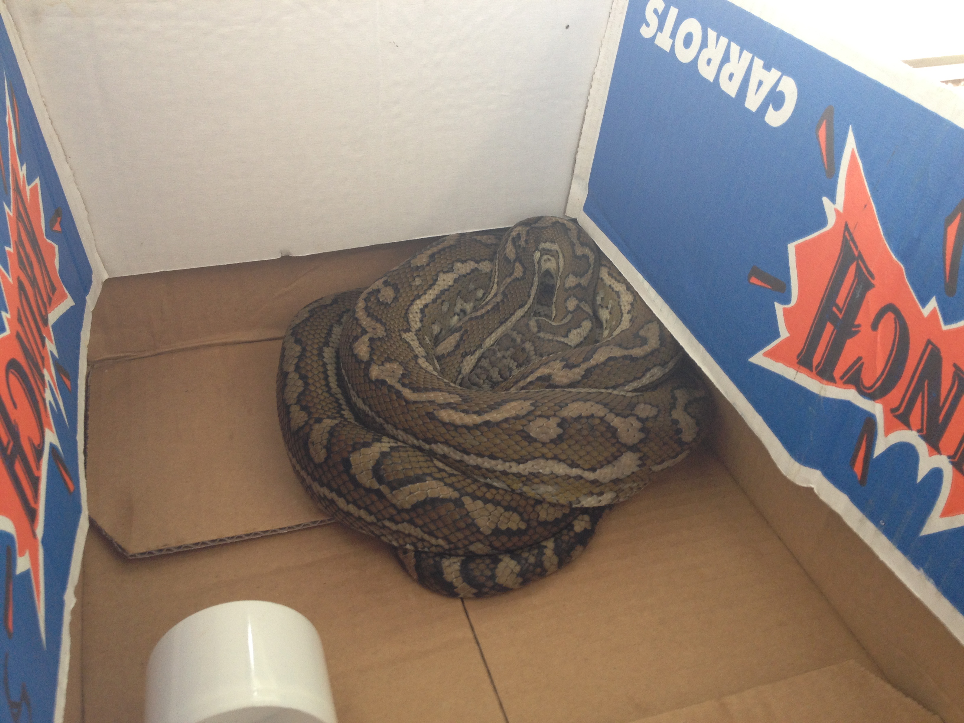 phyton has taken up residence and is know
                      as the resident security guard